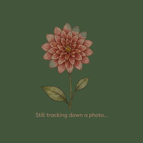 Joel's Favourite dahlia flower — Lazywood Blooms