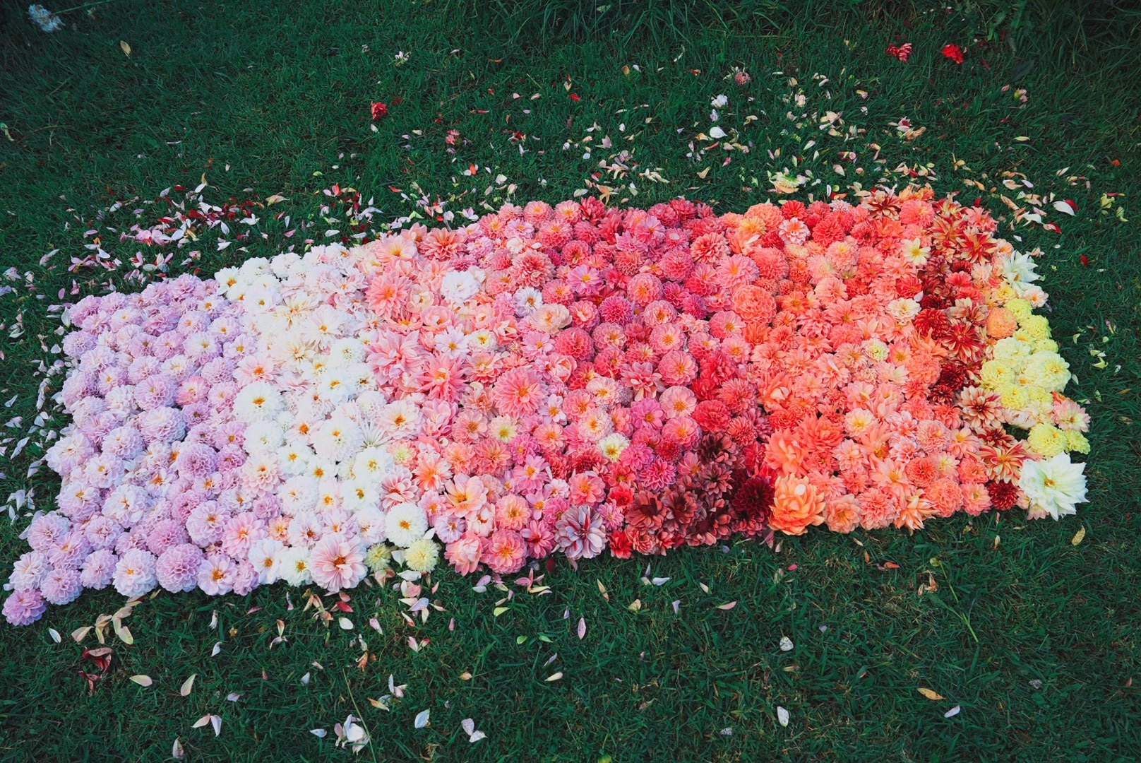 Freshly gathered dahlias