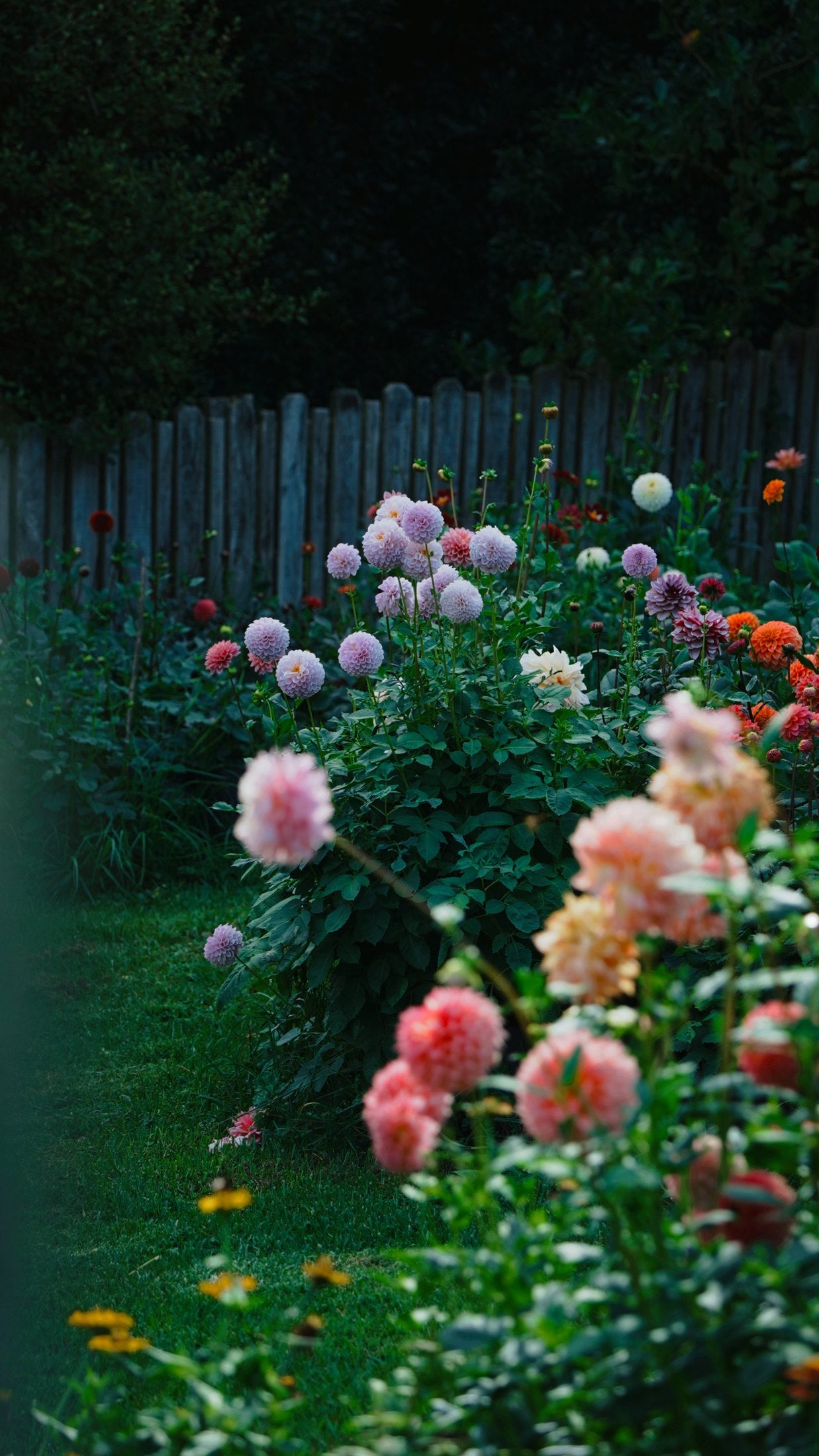Dahlia season in the Lazywood garden