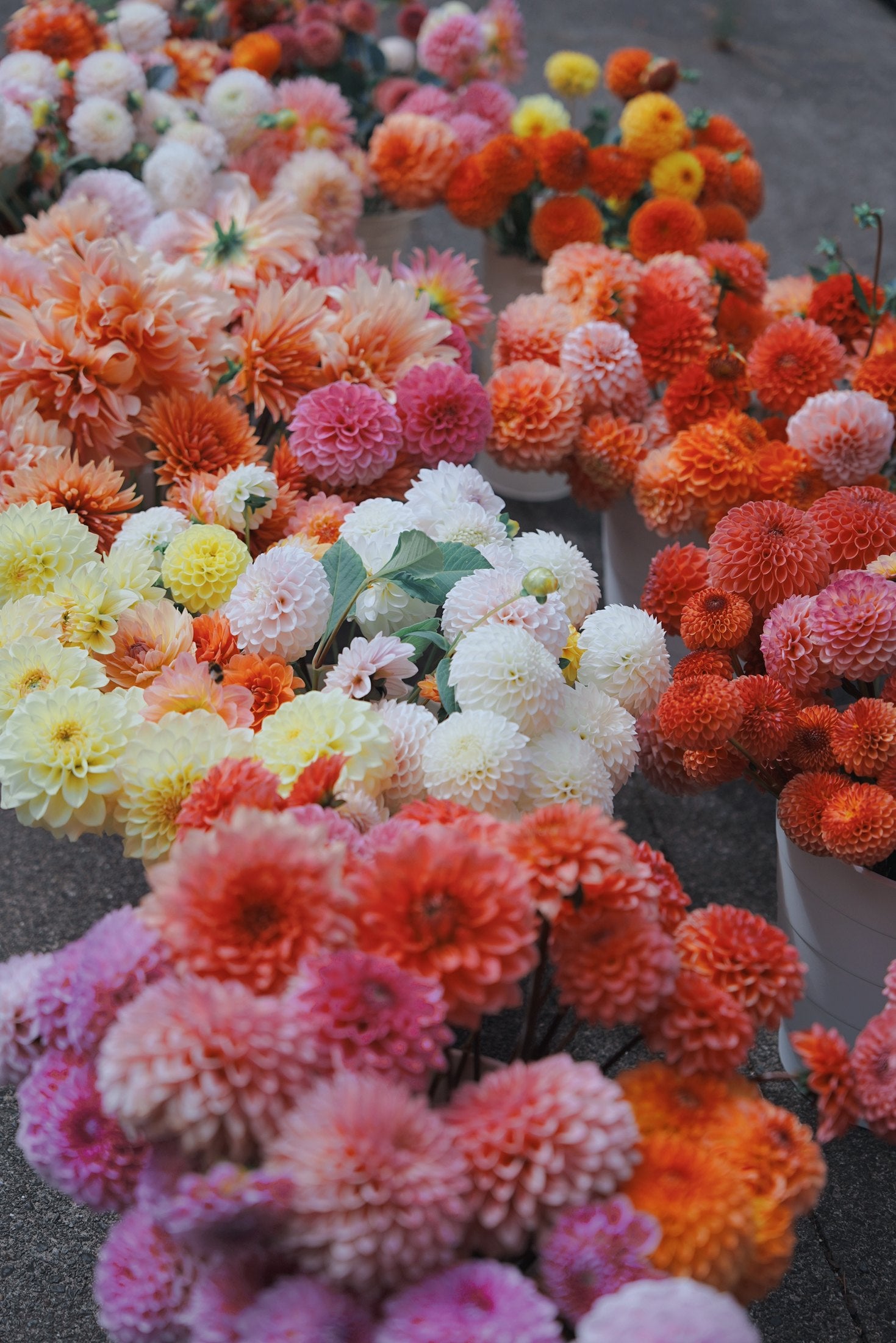 Dahlias growing in the garden