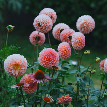 Linda’s Baby dahlia flower — Lazywood Blooms