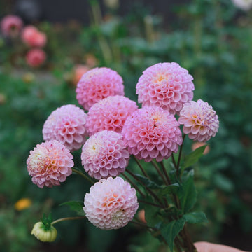 Maaike dahlia flower — Lazywood Blooms