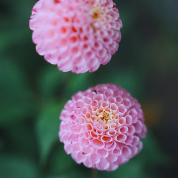 Maaike dahlia flower — view 2