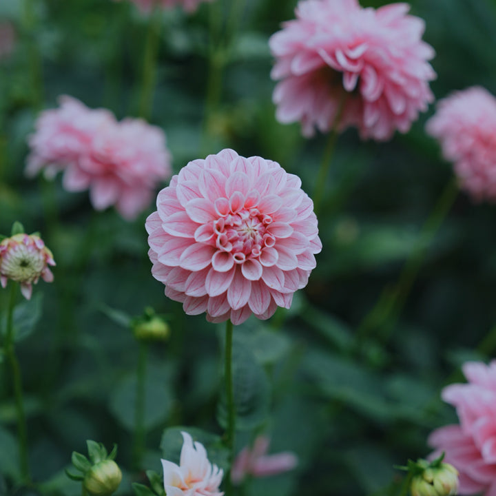 Marshmallow Baby dahlia flower — Lazywood Blooms