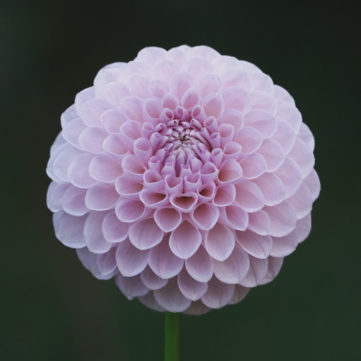 Megan Dean dahlia flower — Lazywood Blooms