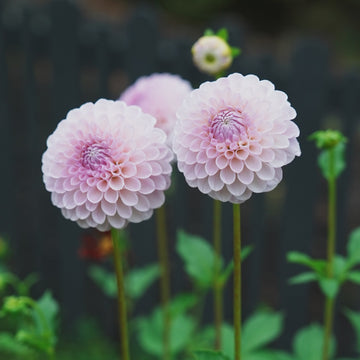 Megan Dean dahlia flower — view 2