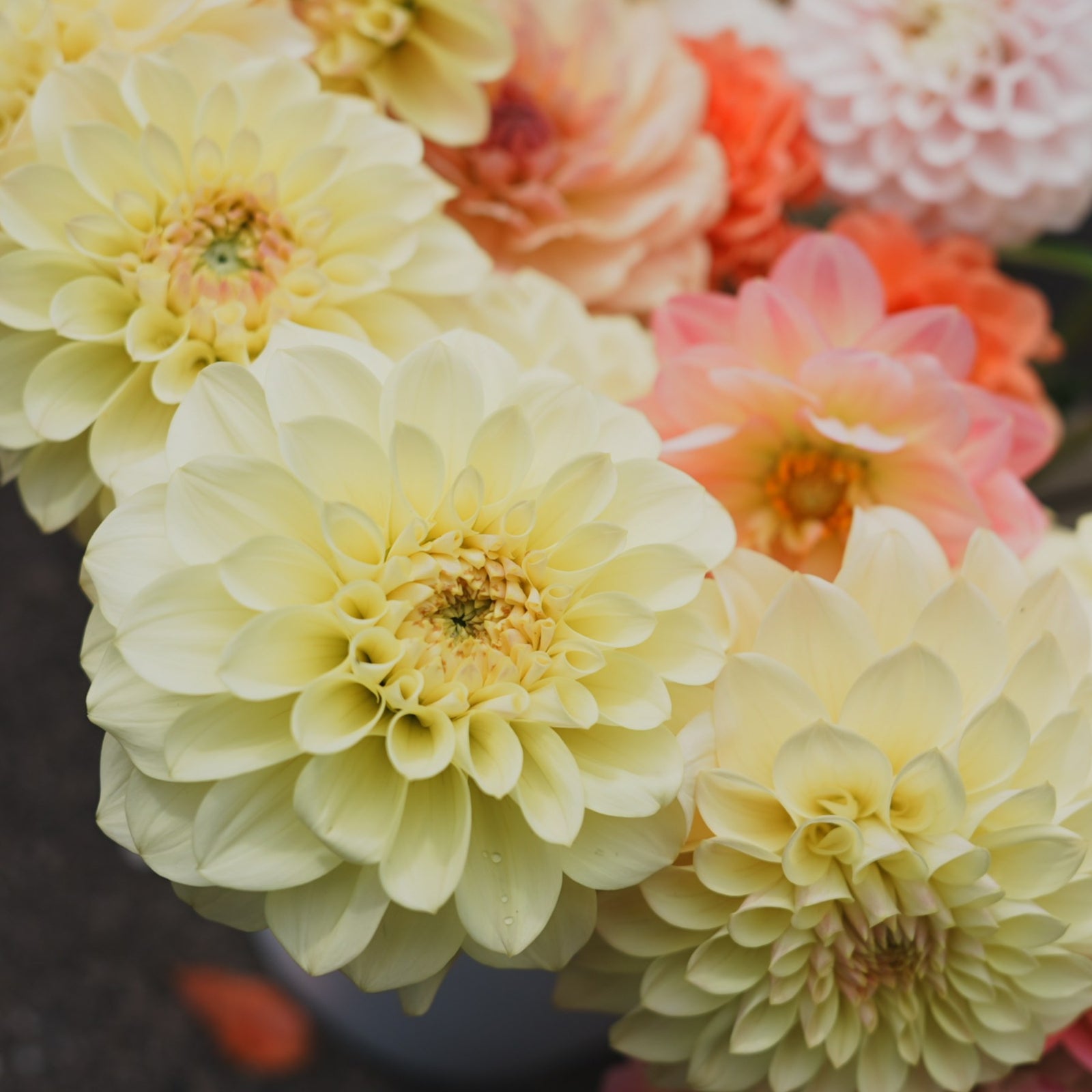 Maxwelton's Miss Lily dahlia flower — Lazywood Blooms