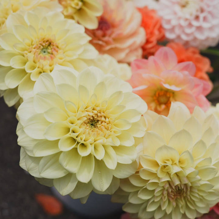Maxwelton's Miss Lily dahlia flower — Lazywood Blooms