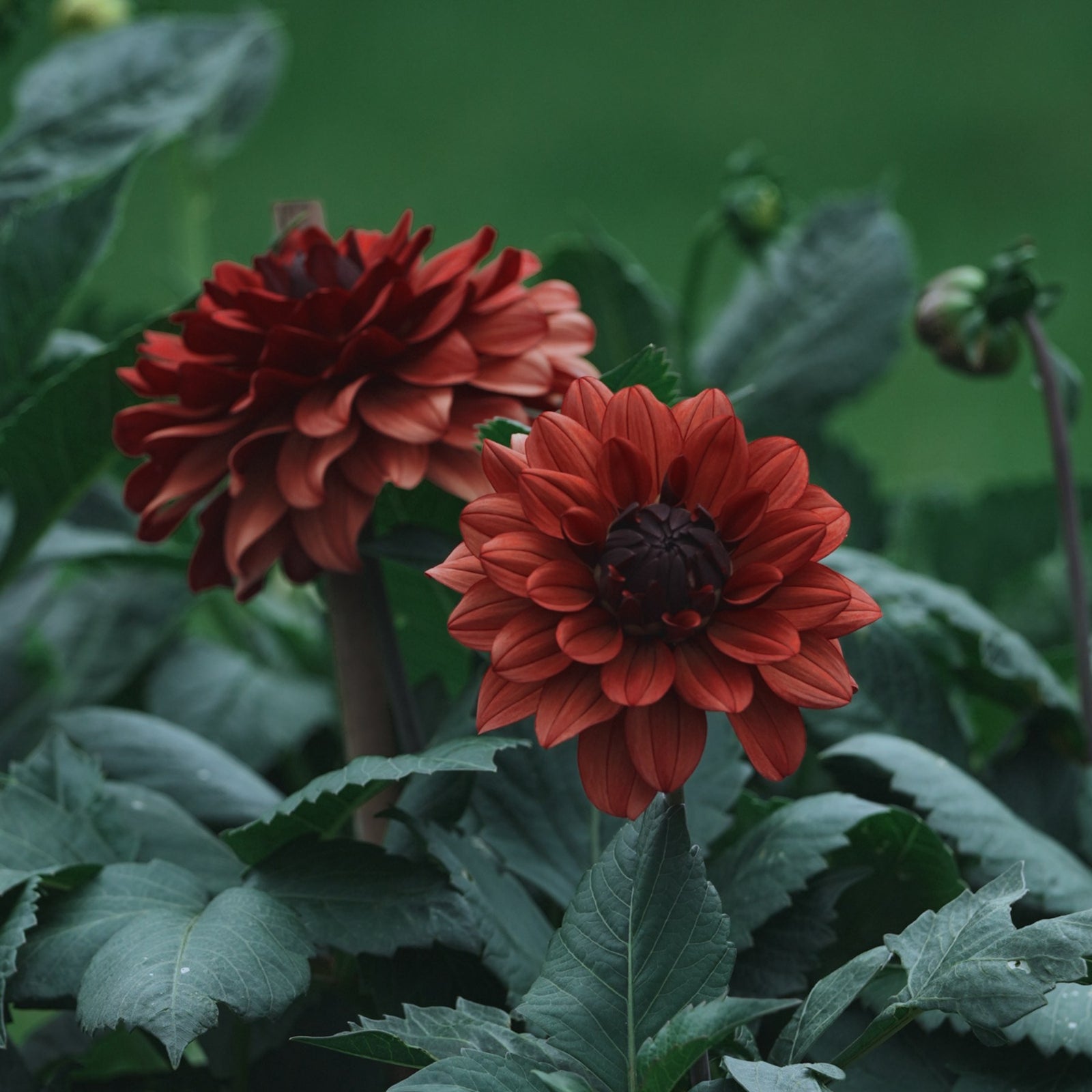 Missis Miley dahlia flower — Lazywood Blooms