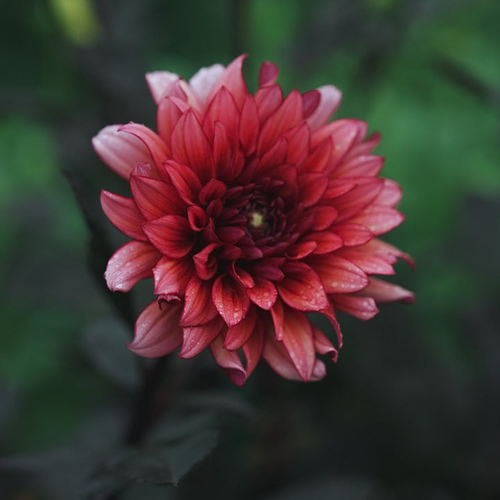 Molly Raven dahlia flower — Lazywood Blooms