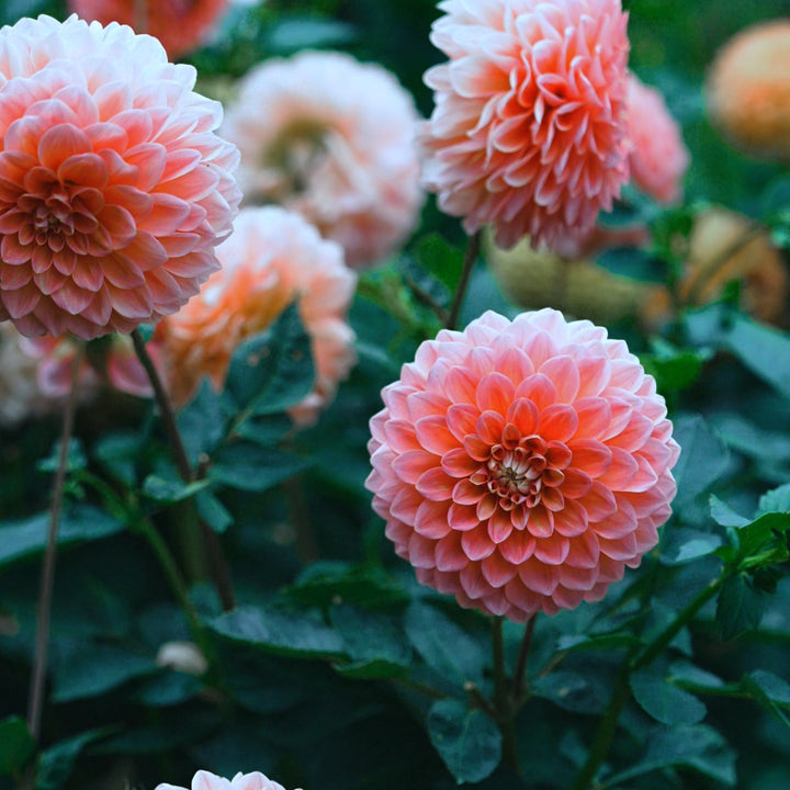 Nathalie G dahlia flower — Lazywood Blooms