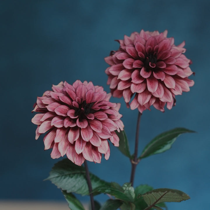 Night Silence dahlia flower — Lazywood Blooms