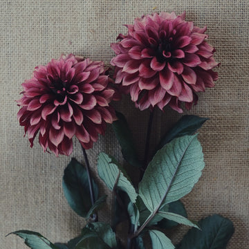 Night Silence dahlia flower — view 2