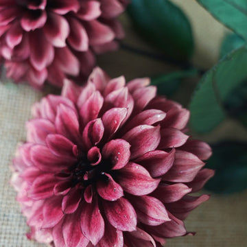 Night Silence dahlia flower — view 3