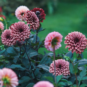 Night Silence dahlia flower — view 4