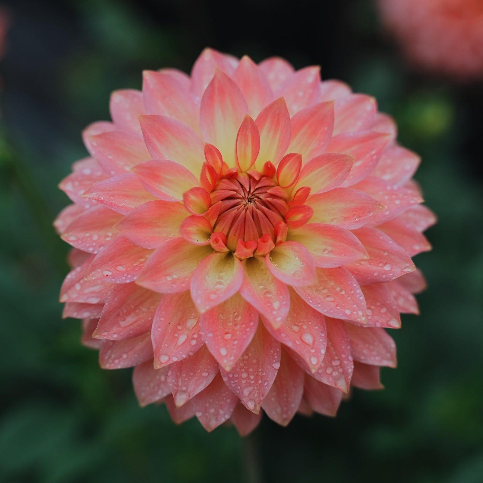 Oreti Adele dahlia flower — Lazywood Blooms