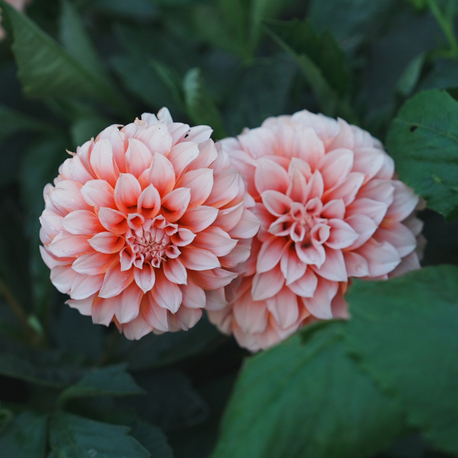 Peach ’n Cream dahlia flower — Lazywood Blooms