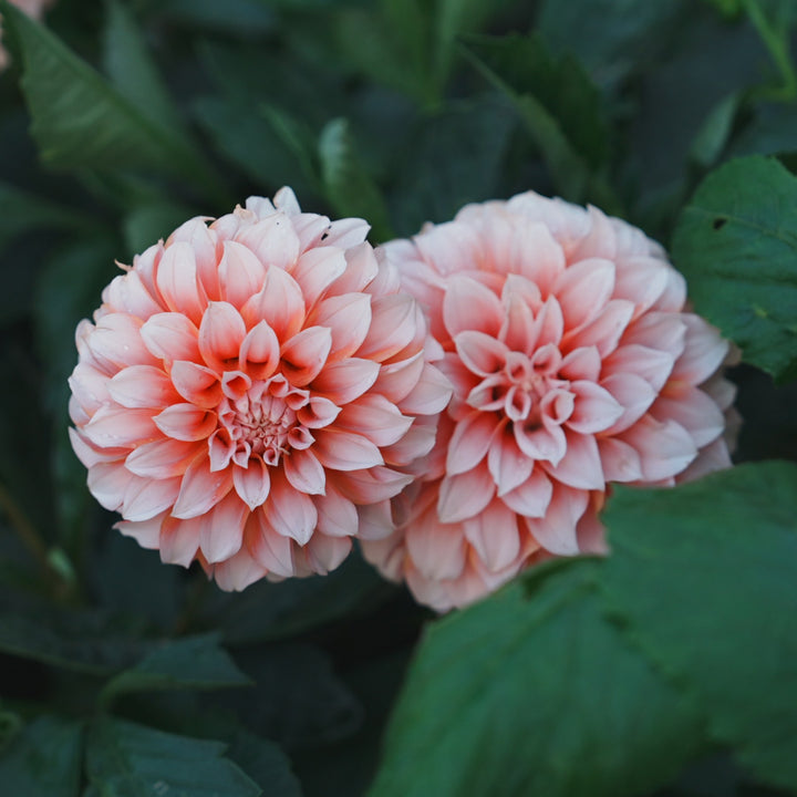 Peach ’n Cream dahlia flower — Lazywood Blooms