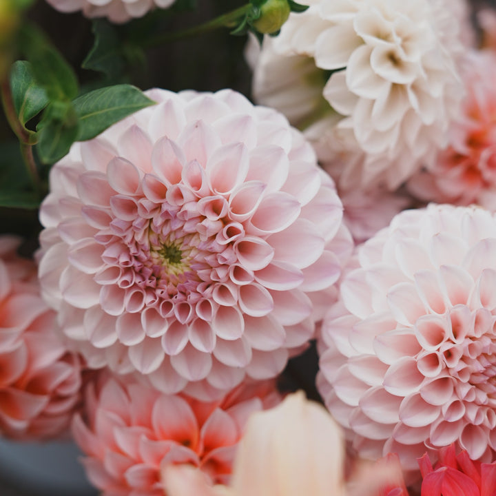 Pink Pearl dahlia flower — Lazywood Blooms