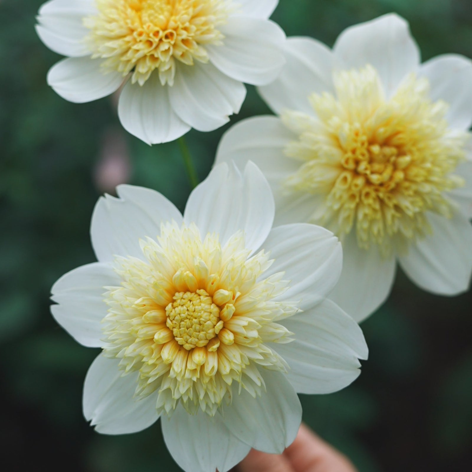Platinum Blonde dahlia flower — Lazywood Blooms