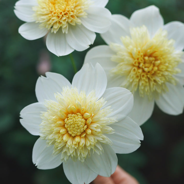 Platinum Blonde dahlia flower — Lazywood Blooms