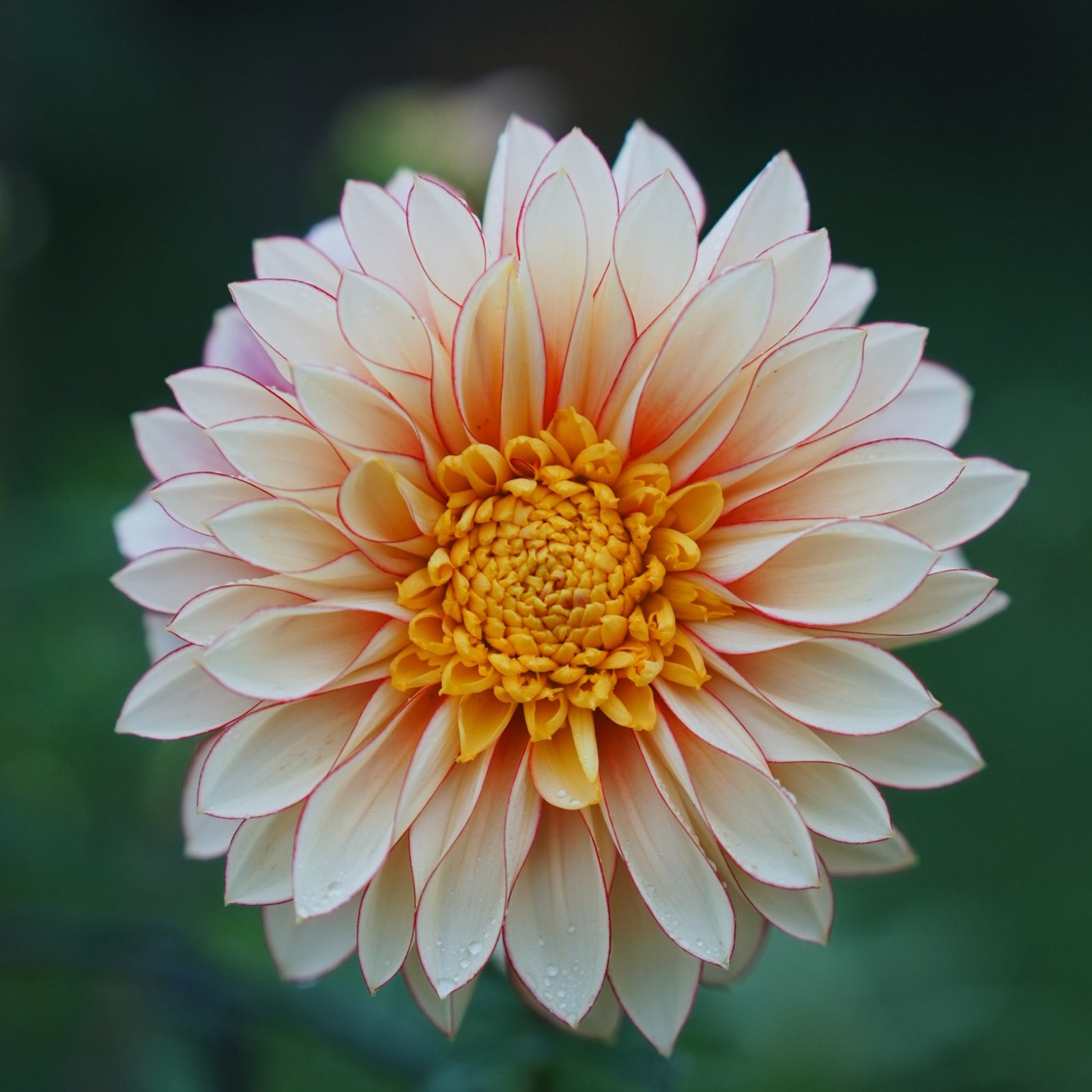 Polka dahlia flower — Lazywood Blooms