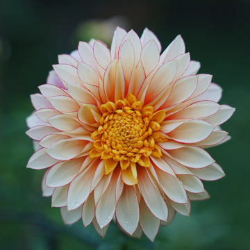 Polka dahlia flower — Lazywood Blooms