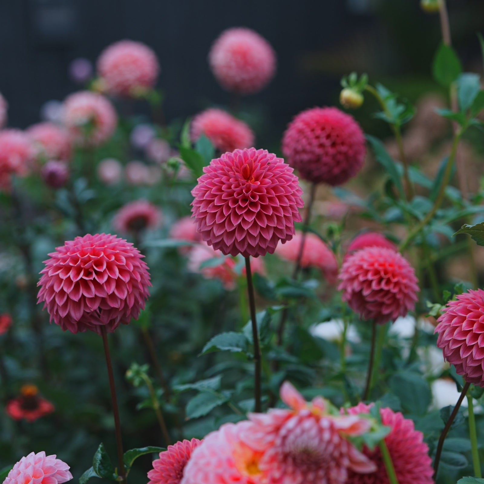 Polventon Kristobel dahlia flower — Lazywood Blooms