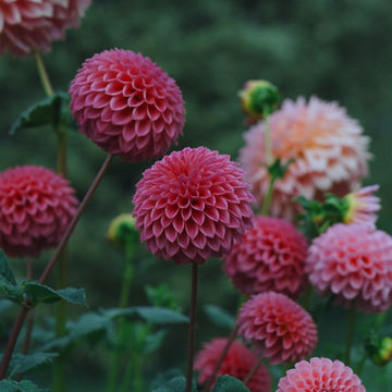 Polventon Kristobel dahlia flower — view 2