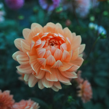 Rancho dahlia flower — Lazywood Blooms