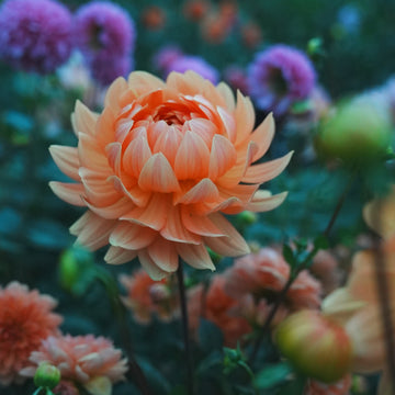 Rancho dahlia flower — view 2