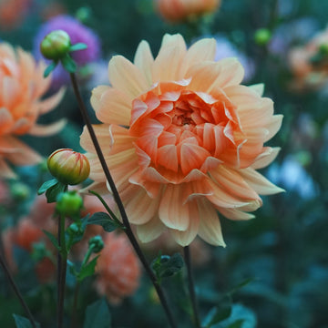 Rancho dahlia flower — view 3