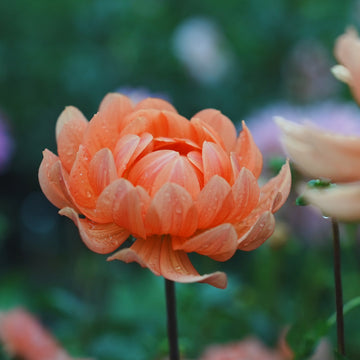 Rancho dahlia flower — view 4