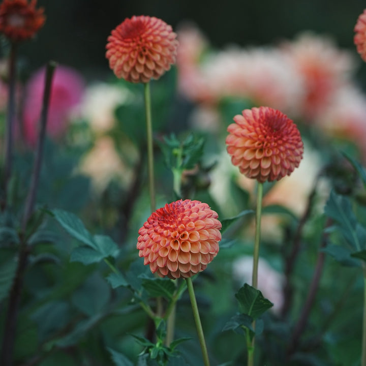 Rosemary Dawn dahlia flower — Lazywood Blooms