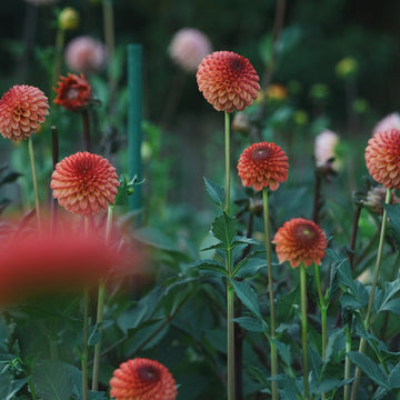 Rosemary Dawn dahlia flower — view 2