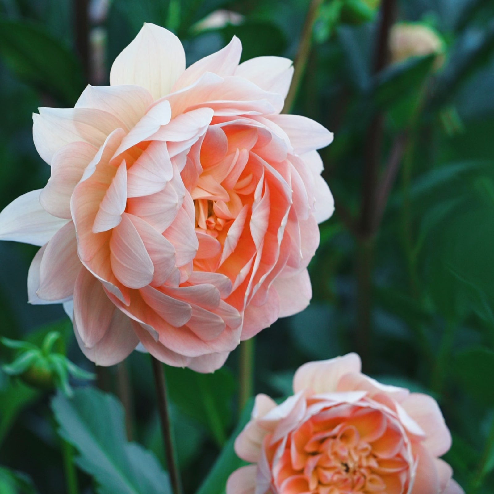 Rosemary Webb dahlia flower — Lazywood Blooms