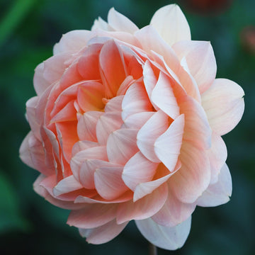 Rosemary Webb dahlia flower — view 2