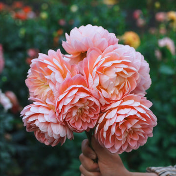 Rosemary Webb dahlia flower — view 3