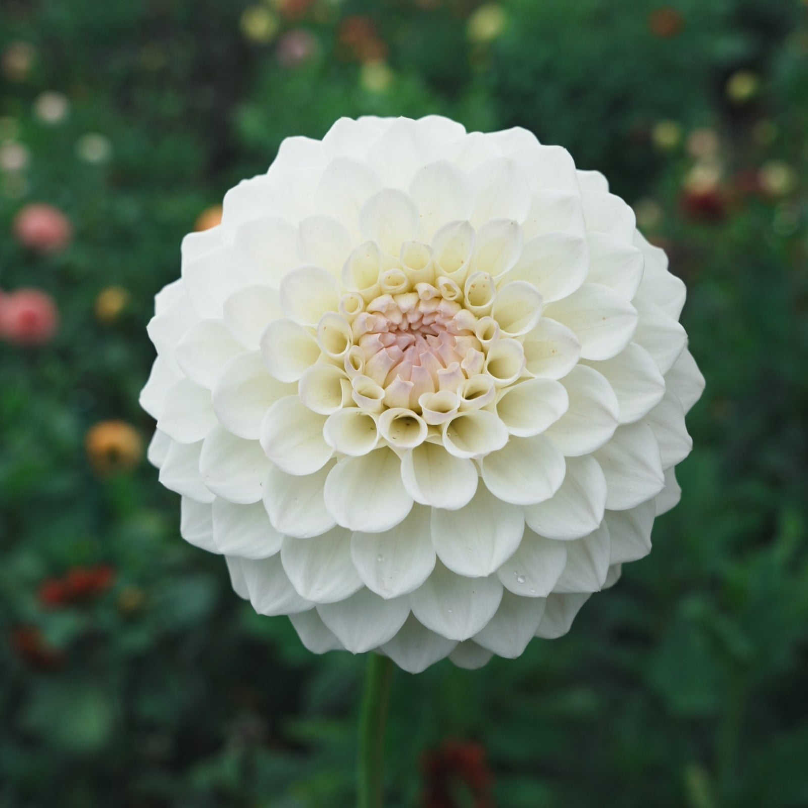 Ryecroft Brenda T dahlia flower — Lazywood Blooms