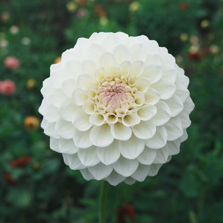 Ryecroft Brenda T dahlia flower — Lazywood Blooms