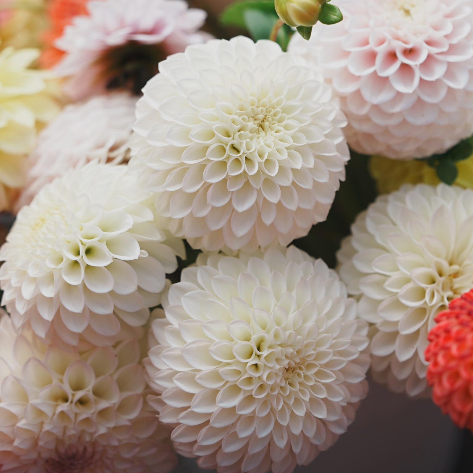 Ryecroft Jan dahlia flower — Lazywood Blooms