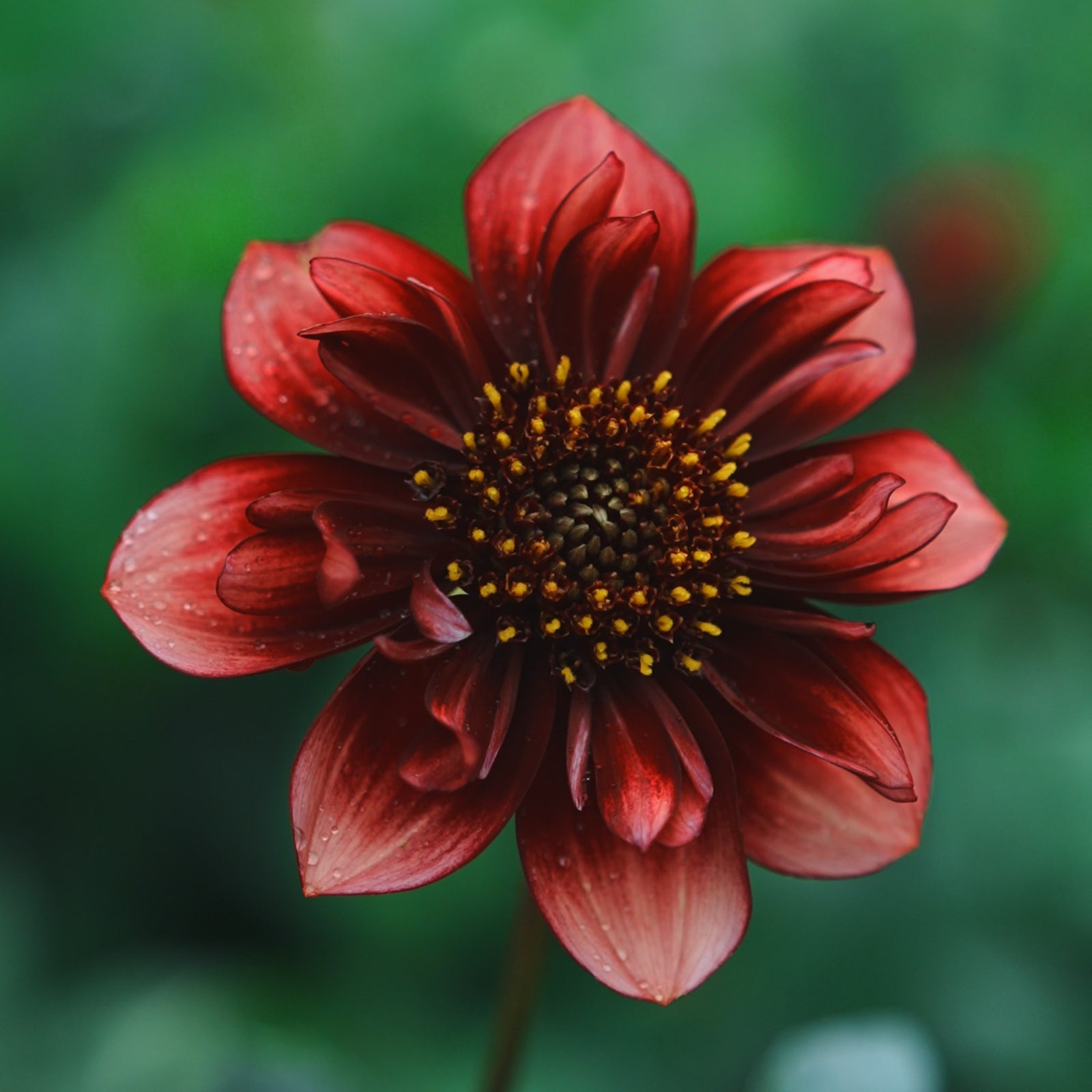 Sarah Raven dahlia flower — Lazywood Blooms