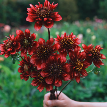 Sarah Raven dahlia flower — view 2