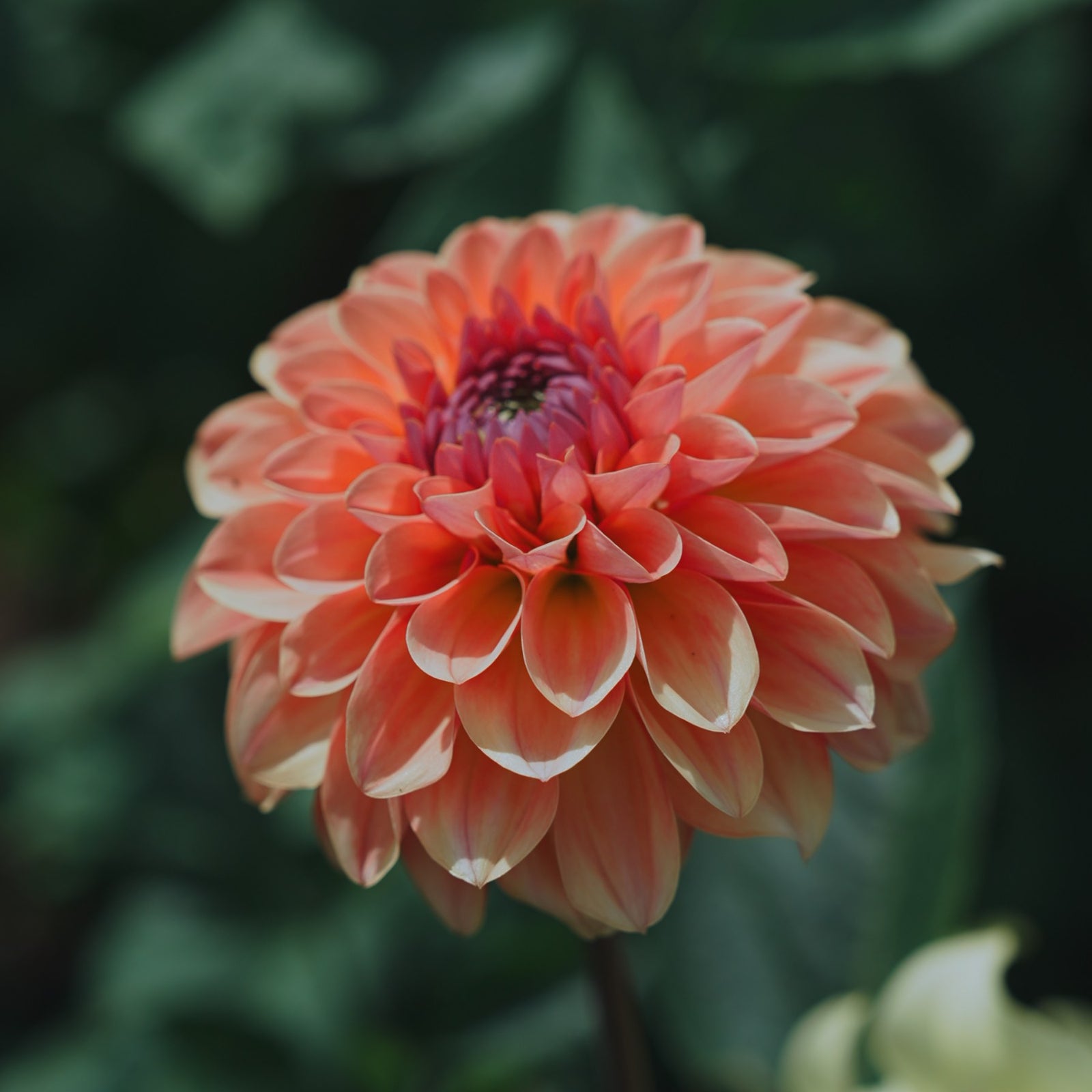 Sebastian dahlia flower — Lazywood Blooms