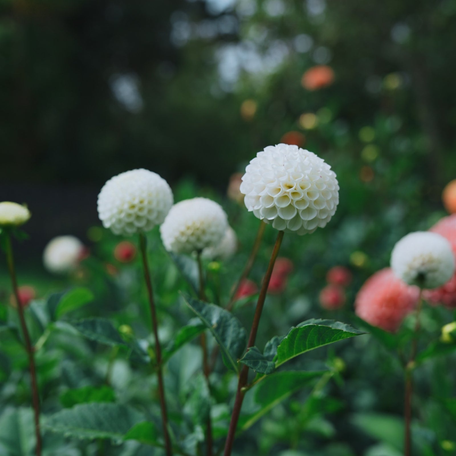 Small World dahlia flower — Lazywood Blooms