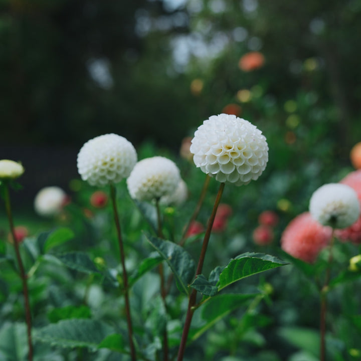 Small World dahlia flower — Lazywood Blooms