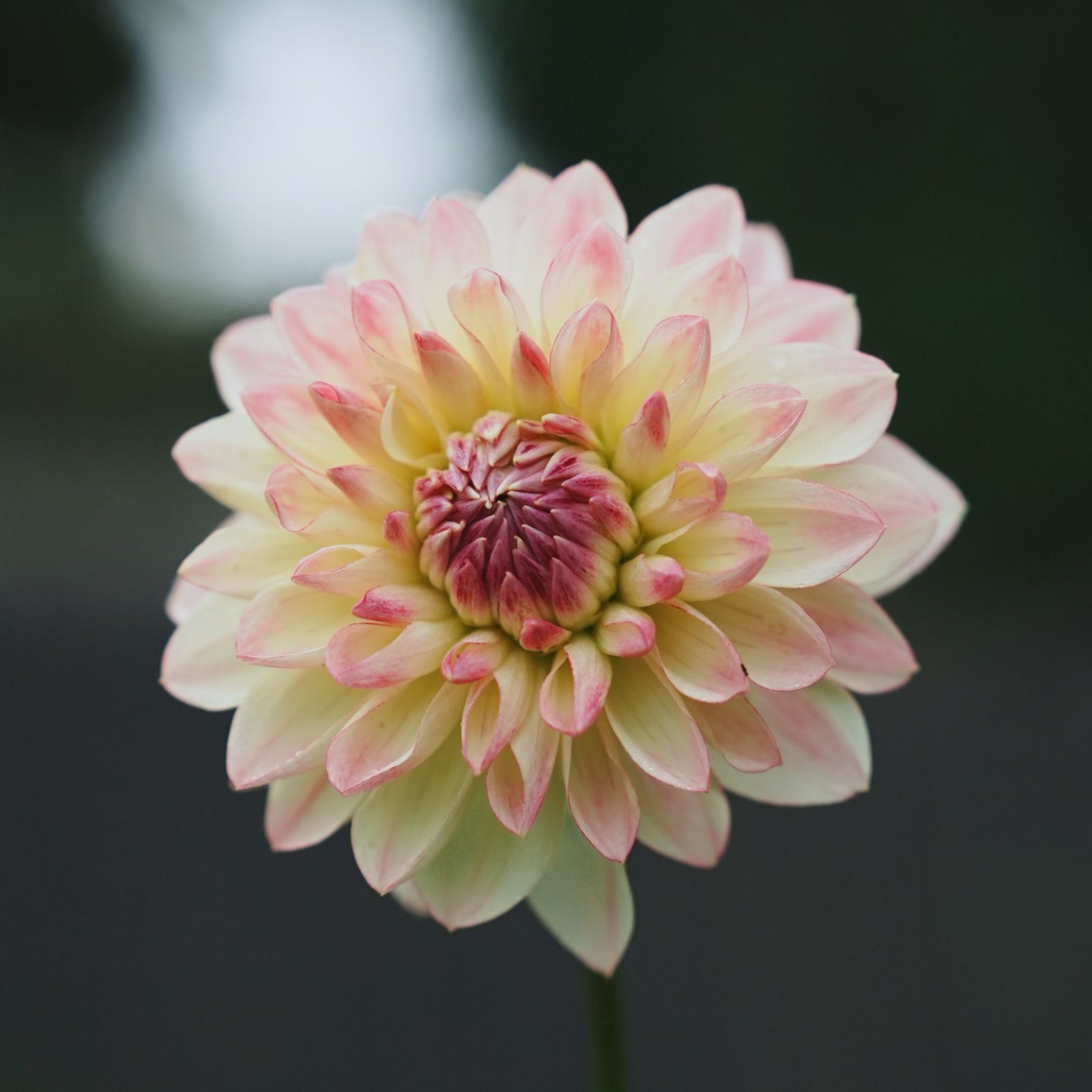 Sturm Kika dahlia flower — Lazywood Blooms