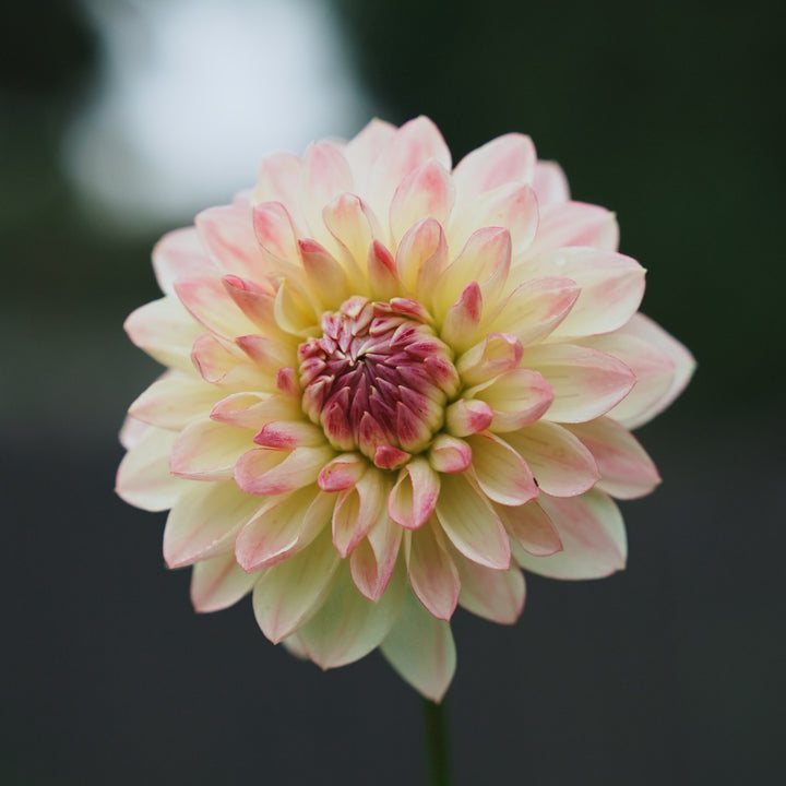 Sturm Kika dahlia flower — Lazywood Blooms