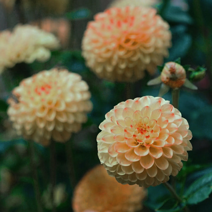 Sunny Boy dahlia flower — Lazywood Blooms