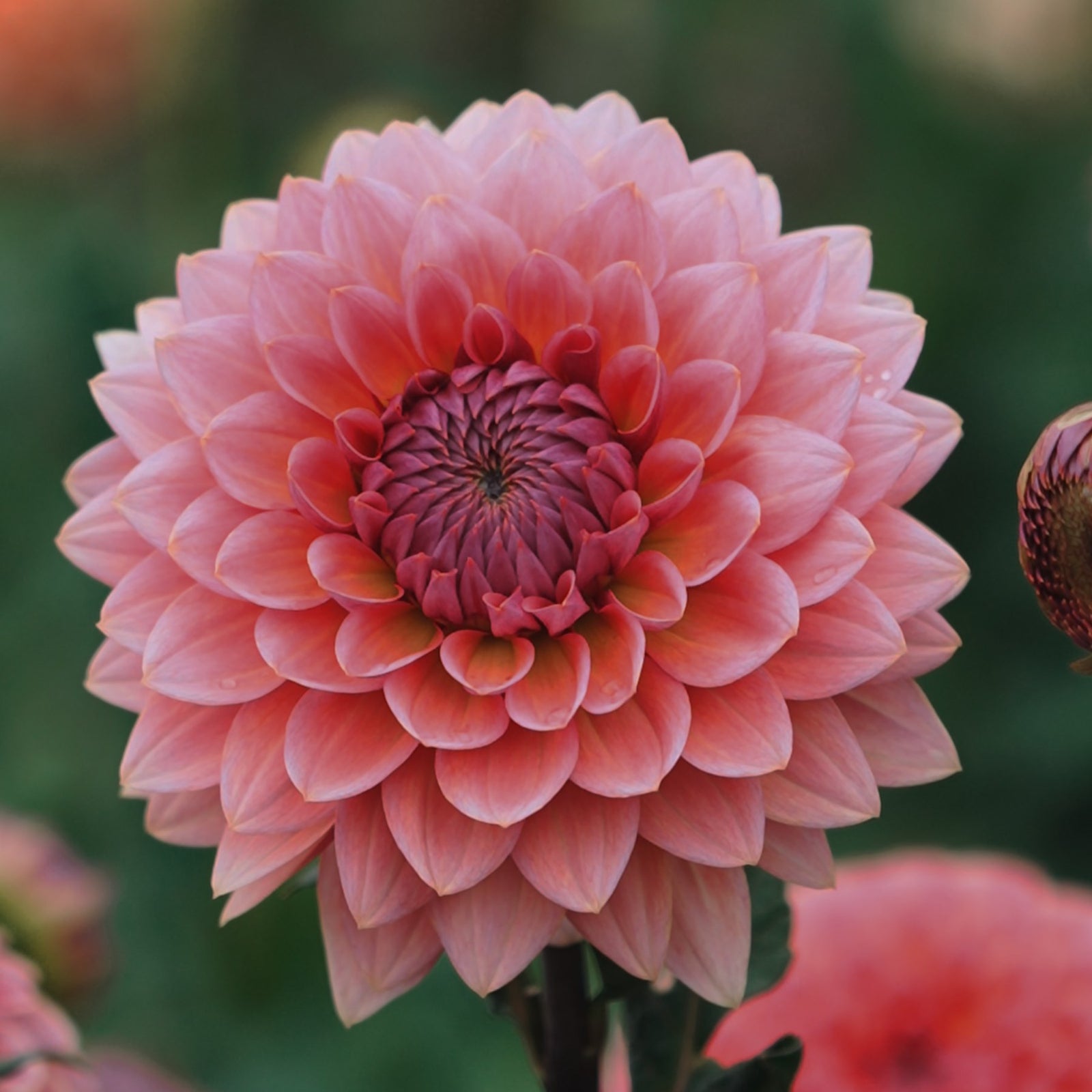 Sweet Sanne dahlia flower — Lazywood Blooms